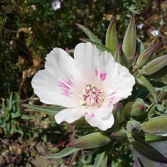 clarkia amoena